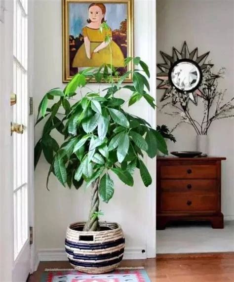 木本植物有哪些 客廳放公仔